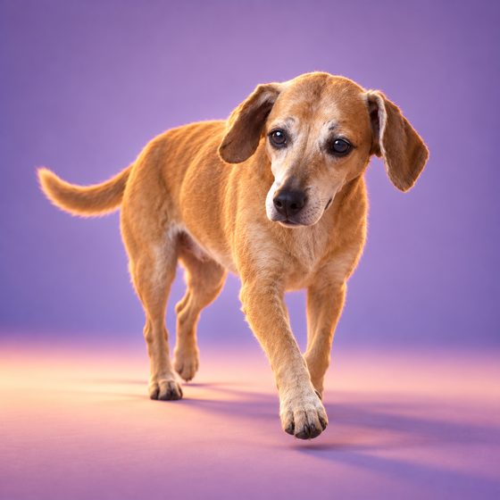 Marley, a senior tan dog with a graying muzzle